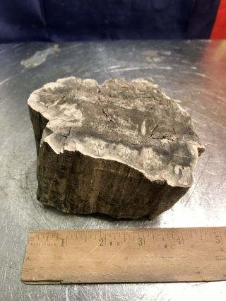 Reilly’s Rocks: Saint Johns Arizona Petrified Wood With Smoky Quartz,  2.  5 Lb