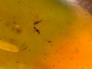 4 Unique Small Flies Burmite Myanmar Burmese Amber Insect Fossil Dinosaur Age