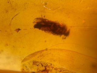 unique cicada&wasp bee Burmite Myanmar Burmese Amber insect fossil dinosaur age 2