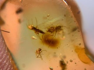 4 Diptera Mosquito Fly Burmite Myanmar Burmese Amber Insect Fossil Dinosaur Age