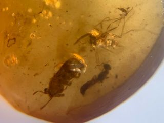 Beetle&wasp&2 Mosquito Fly Burmite Myanmar Amber Insect Fossil From Dinosaur Age