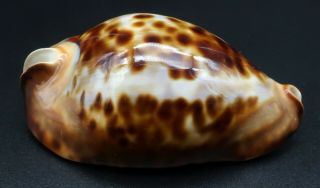 Classic Cypraea Zoila Friendi F,  /gem,  74 Mm Australia Cowrie Seashell I