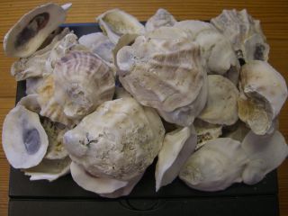 England / Long Island Sound Oyster Shells - 1 Pound On Avg 40 Shells/freeship