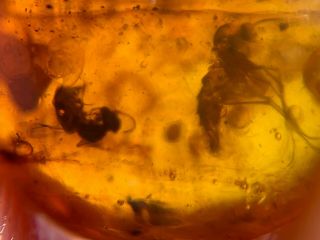 2 mosquito fly&wasp bee Burmite Myanmar Burmese Amber insect fossil dinosaur age 2