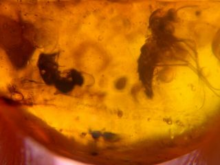 2 mosquito fly&wasp bee Burmite Myanmar Burmese Amber insect fossil dinosaur age 3