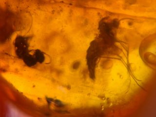 2 mosquito fly&wasp bee Burmite Myanmar Burmese Amber insect fossil dinosaur age 4