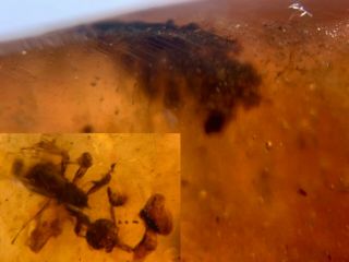 Tree Leaf&wasp Bee Burmite Myanmar Burmese Amber Insect Fossil From Dinosaur Age