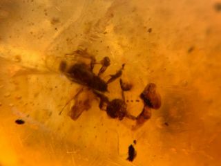 tree leaf&wasp bee Burmite Myanmar Burmese Amber insect fossil from dinosaur age 2