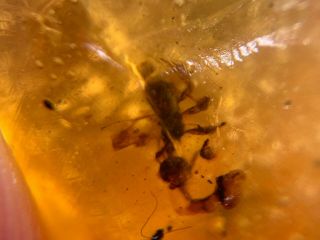 tree leaf&wasp bee Burmite Myanmar Burmese Amber insect fossil from dinosaur age 3