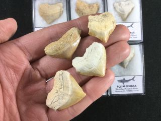 Squalicorax Fossil Shark Tooth - Morocco,  65 - 70 Million Years,  Dinosaur Era 2