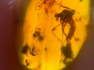 3 Mosquito Fly&barklice&spider Burmite Myanmar Amber Insect Fossil Dinosaur Age