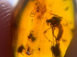 3 mosquito fly&barklice&spider Burmite Myanmar Amber insect fossil dinosaur age 2