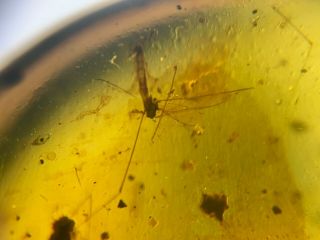 Long Legs Mosquito&beetle&plant Burmite Myanmar Amber Insect Fossil Dinosaur Age