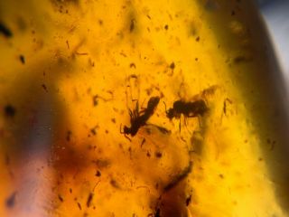 4 Unique Diptera Flies Burmite Myanmar Burmese Amber Insect Fossil Dinosaur Age