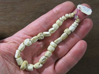 10 In.  Mississippian Necklace,  Marine Shell Beads,  Marion Co. ,  Tn X Beutell