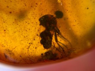 2 Diptera Fly&mosquito Burmite Myanmar Burmese Amber Insect Fossil Dinosaur Age