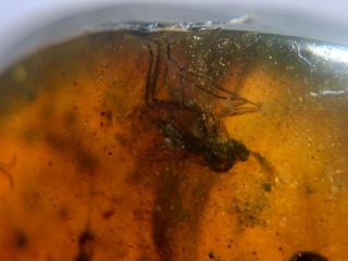 2 Diptera fly&mosquito Burmite Myanmar Burmese Amber insect fossil dinosaur age 2