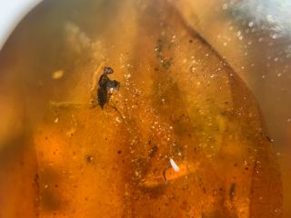 2 Diptera fly&mosquito Burmite Myanmar Burmese Amber insect fossil dinosaur age 3