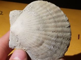 7 Fossil Pectin Sea Shell From Pliocene Age / Sarasota Florida