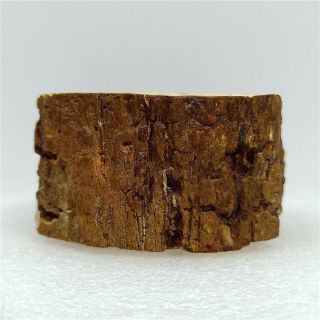 2.  7 " 263g Petrified Wood Branch Limb Fossil Display Madagascar Y1317