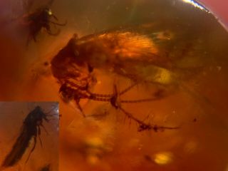 2 Unknown Wings Bugs Burmite Myanmar Burmese Amber Insect Fossil Dinosaur Age