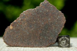 Nwa 11030 L4 Chondrite Meteorite 10.  7g Complete Slice Has Odd Metal Distribution
