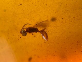 1.  9g Hymenoptera wasp bee Burmite Myanmar Burma Amber insect fossil dinosaur age 3