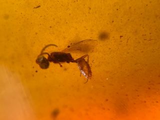 1.  9g Hymenoptera wasp bee Burmite Myanmar Burma Amber insect fossil dinosaur age 4