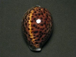 Cypraea Tigris (linnaeus,  1758) " Extreme Color " (83.  2mm)