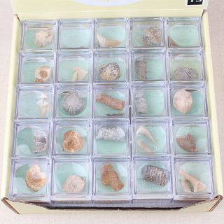 1 Box Protolith Specimen Ammonite Shark Teeth Gastropod Coral Fossils Stone Blan
