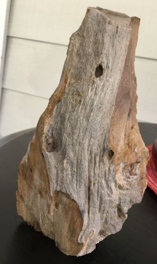 Texas Petrified Wood 5 - 1/2” By 3” By 2”