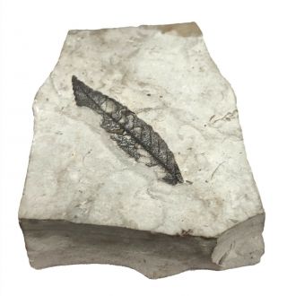 Sedimentary Layered Gray Rock with Leaf Fossil 3