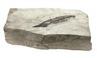 Sedimentary Layered Gray Rock with Leaf Fossil 4