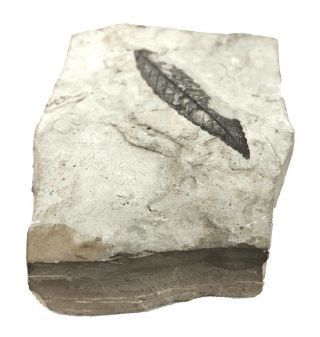Sedimentary Layered Gray Rock with Leaf Fossil 5