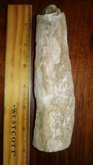 Oregon Petrified Limb Wood (limb Cast)