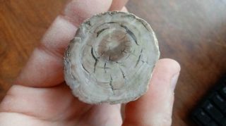 Oregon Petrified Limb Wood (Limb cast) 2