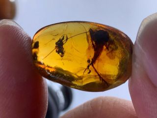 1.  92g big unknown bug Burmite Myanmar Burmese Amber insect fossil dinosaur age 2