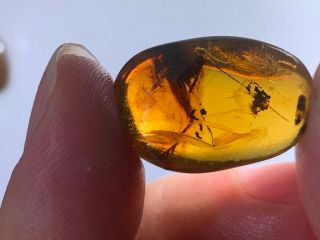 1.  92g big unknown bug Burmite Myanmar Burmese Amber insect fossil dinosaur age 3