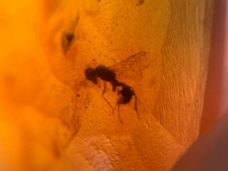 Hymenoptera Wasp Bee&barklice Burmite Myanmar Amber Insect Fossil Dinosaur Age