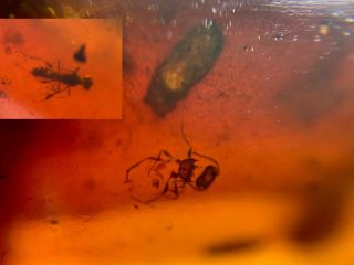 Unknown Beetle&wasp Bee Burmite Myanmar Burmese Amber Insect Fossil Dinosaur Age