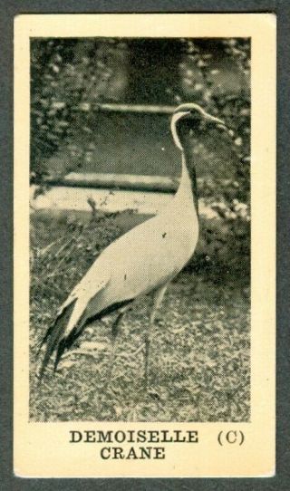 1920s Perrins Chocolate Demoiselle Crane Bird Card V119 Candy Canadian Candy Bar