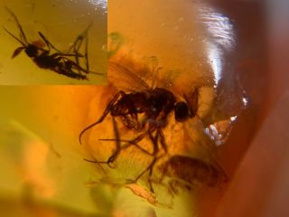 2 Uncommon Diptera Flies Burmite Myanmar Burma Amber Insect Fossil Dinosaur Age
