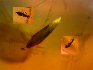 Diptera Fly&leaf&wasp Bee Burmite Myanmar Burma Amber Insect Fossil Dinosaur Age
