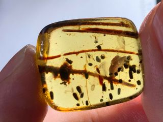 3.  42g Unknown Plant&bug Feces Burmite Myanmar Amber Insect Fossil Dinosaur Age