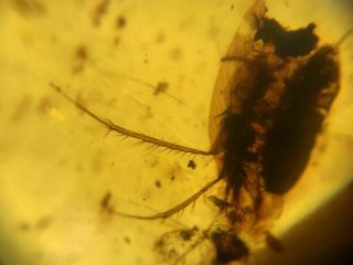 incomplete adult roach Burmite Myanmar Burmese Amber insect fossil dinosaur age 2