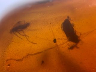 Beetle&unknown Bug Skin&2 Flies Burmite Myanmar Amber Insect Fossil Dinosaur Age
