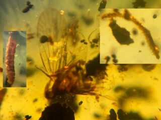 2 Millipede&flying Cicada Burmite Myanmar Burma Amber Insect Fossil Dinosaur Age