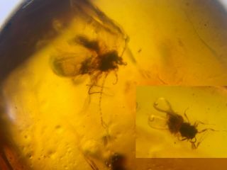 2 Strange Unknown Fly Bug Burmite Myanmar Burma Amber Insect Fossil Dinosaur Age
