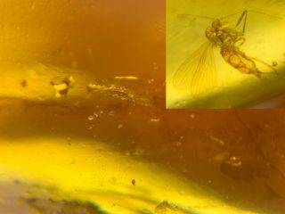 Unknown Worm&mosquito Fly Burmite Myanmar Burma Amber Insect Fossil Dinosaur Age