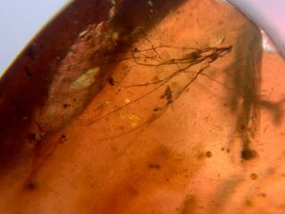 Unknown Hairy Item Burmite Myanmar Burmese Amber Insect Fossil From Dinosaur Age